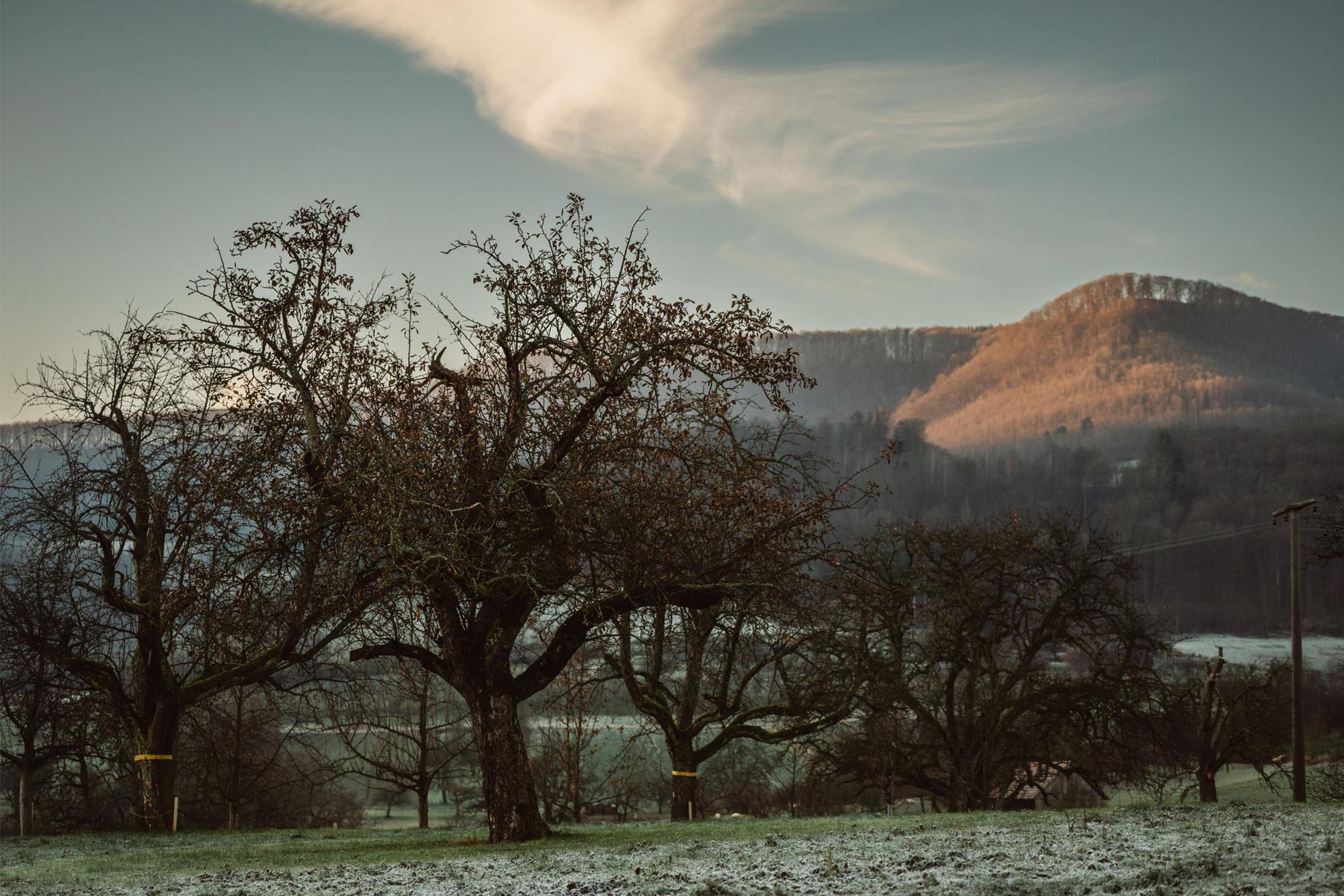 Online Tasting - "Herbst mit Blick auf die Festtage" Gastro 10/25
